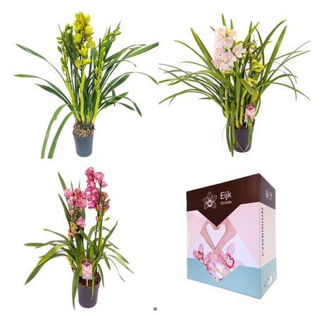 <h4>Cymb Gemengd 2 Tak</h4>