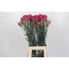 Dianthus St Bernard