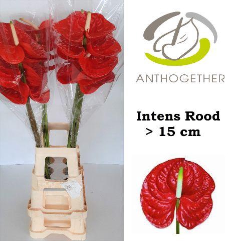 <h4>ANTH A INTENS Rood xxl.</h4>
