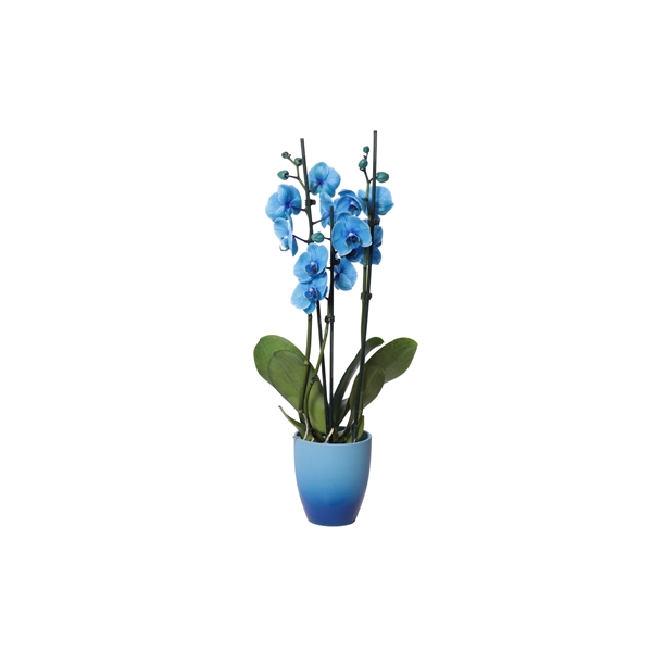 <h4>Change Blue Phal I Am Blue 3T18+</h4>