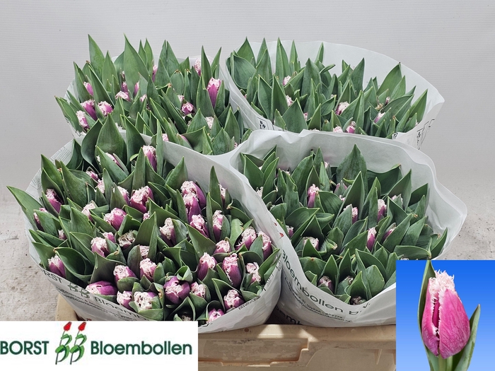 <h4>TU FR SAN STEFANO</h4>