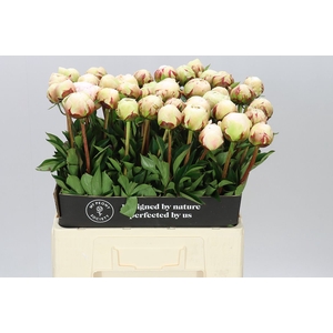 Paeonia Odile