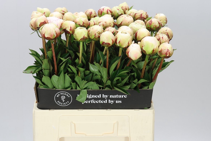 <h4>Paeonia Odile</h4>