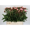 Paeonia Sarah Bernhardt Ongeplozen
