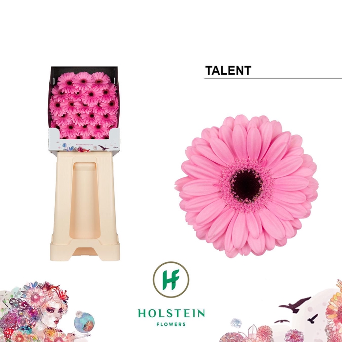 <h4>Ge Mi Talent</h4>