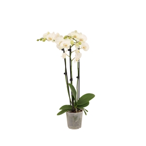 Phal Wit 3T18+
