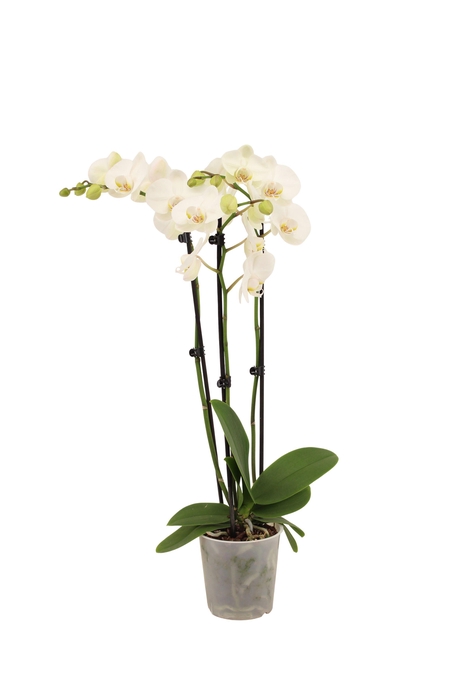 <h4>Phal Wit 3T18+</h4>