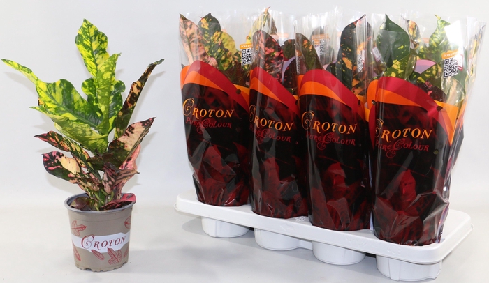 <h4>COD GR MAGNIFICENT</h4>