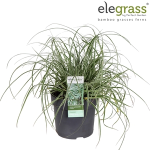 Carex oshimensis 'Everest' P14