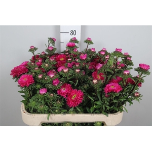 Callis Azumi Xl Pink