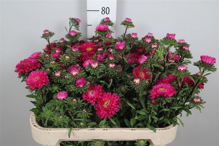 <h4>Callis Azumi Xl Pink</h4>