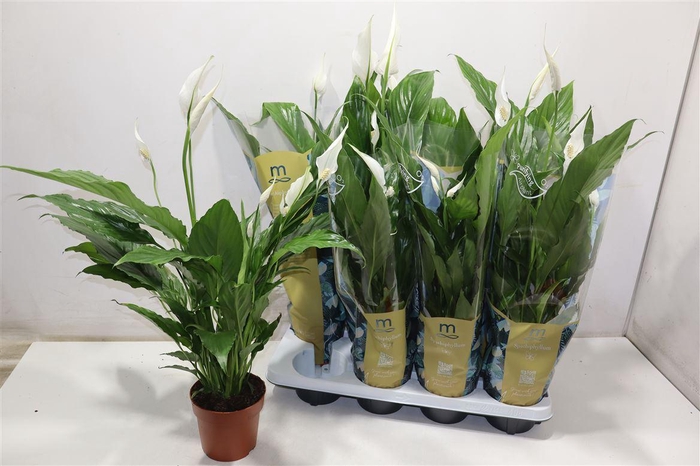 <h4>Spath Sweet Chico</h4>