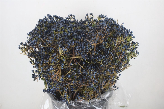 <h4>Vib Berry Blue P Bunch</h4>