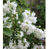 Philadelphus 'Snowbelle'