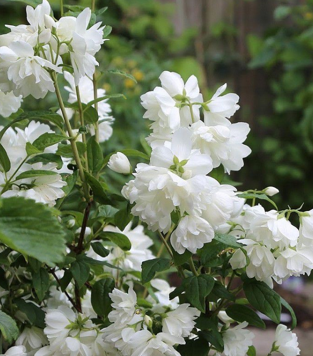Philadelphus 'Snowbelle'