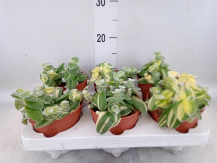 <h4>Tradescantia   ...</h4>