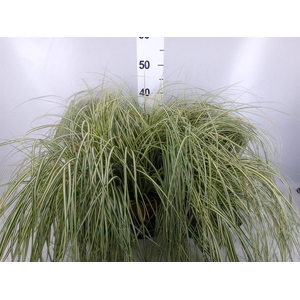Carex hachijoensis 'Evergold'