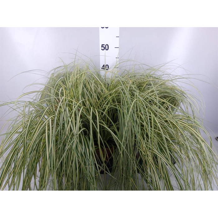 <h4>Carex hachijoensis 'Evergold'</h4>