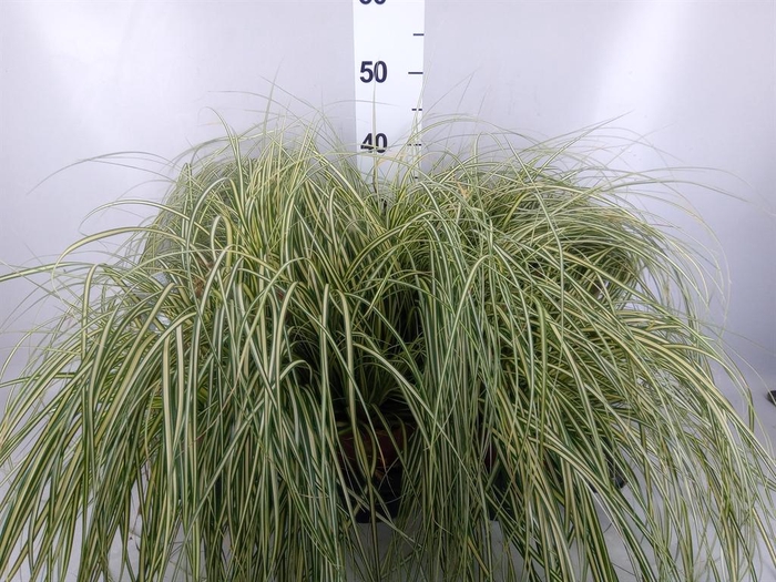 Carex hachijoensis 'Evergold'