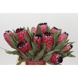 Protea Red Magic