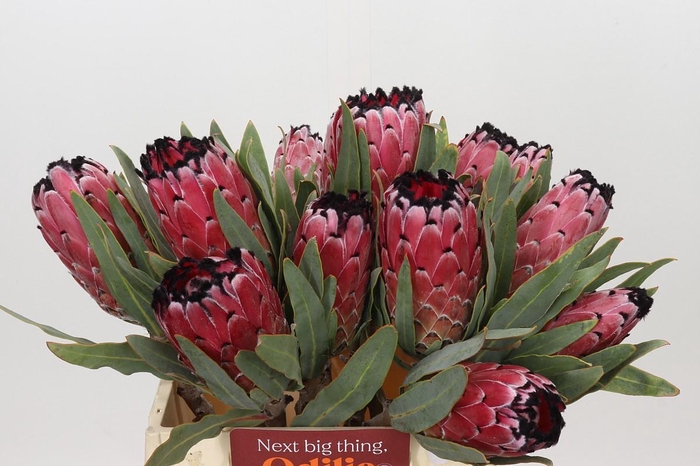 <h4>Protea Red Magic</h4>