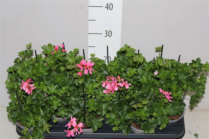 <h4>Pelargonium Pelt Balkon Roze</h4>