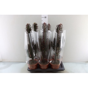 Euphorbia Trigona Rubra