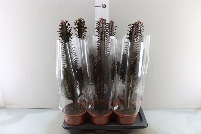 <h4>Euphorbia Trigona Rubra</h4>