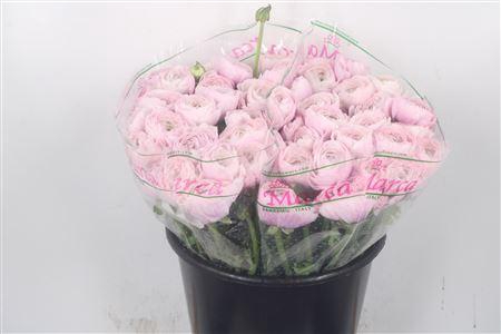 <h4>Ran.. Su Nebbia Extra</h4>