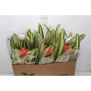 GUZMANIA LINGULATA MARGINATA PT14