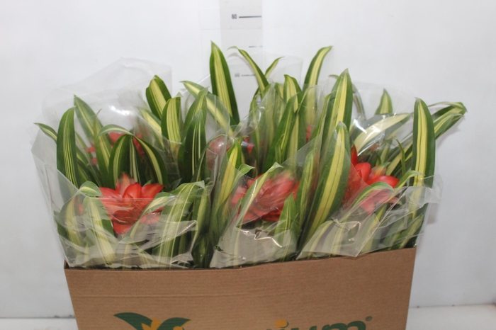 <h4>GUZMANIA LINGULATA MARGINATA PT14</h4>
