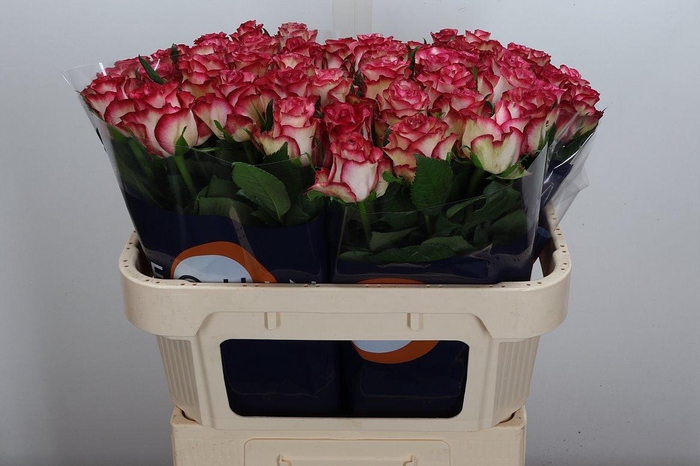 <h4>R Gr Ducati</h4>