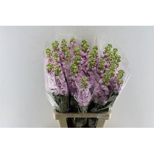 Matth Iron Light Pink