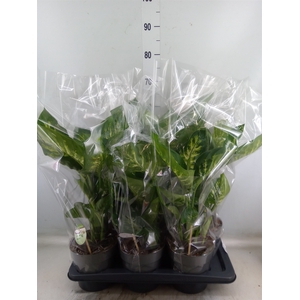 Dieffenbachia seg. 'Reeva'