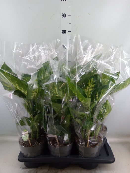 <h4>Dieffenbachia seg. 'Reeva'</h4>