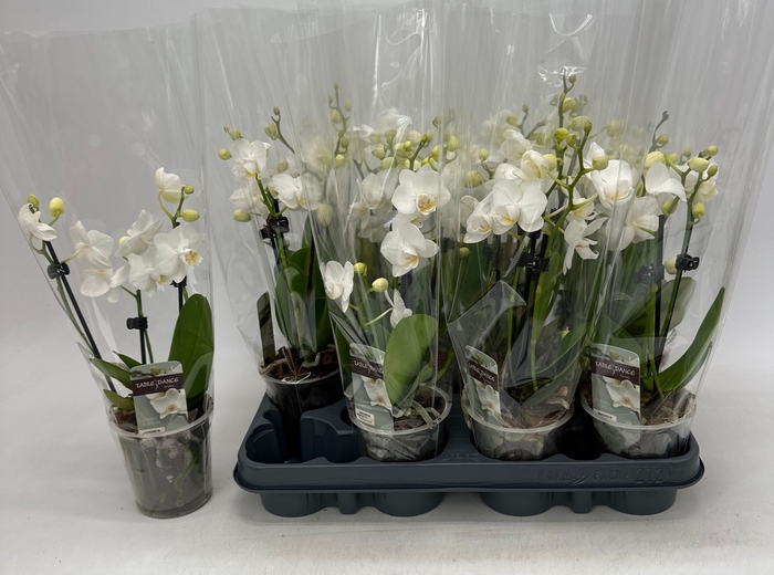 <h4>PHAL OV WIT</h4>