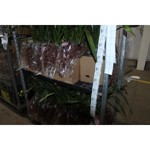 CYMBIDIUM P18 CHOCOLATE MIN 2 HT PENDENTE