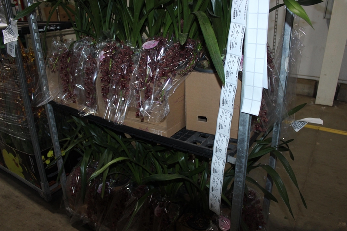 <h4>CYMBIDIUM P18 CHOCOLATE MIN 2 HT PENDENTE</h4>