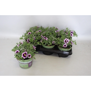 Calibrachoa eclipse Lilac