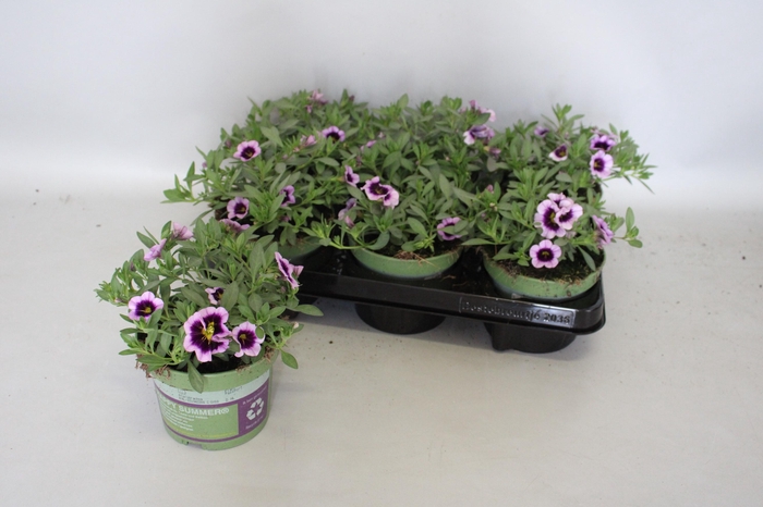 <h4>Calibrachoa eclipse Lilac</h4>