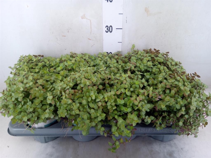 <h4>Callisia repens</h4>