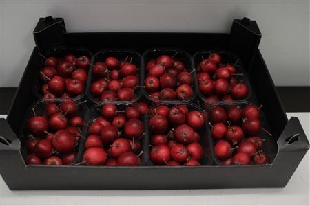 F Appel Malus Rood X8