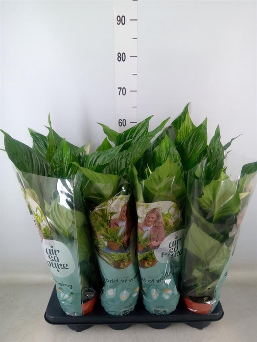 <h4>Spathiphyllum  'Sweet Ricardo'</h4>