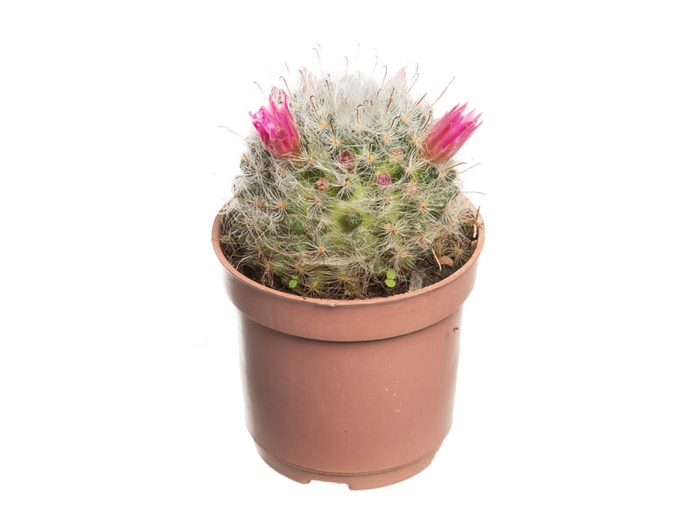 CACTUS MAMMILLARIA BOCASANA P06