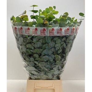 EUC CINEREA BUND 200gr