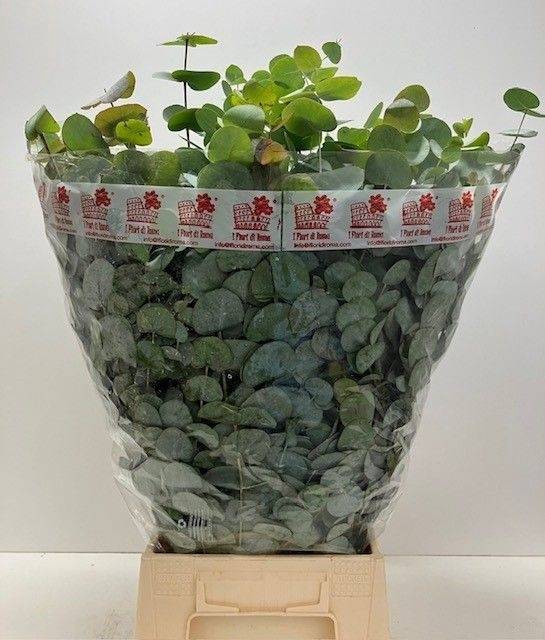 <h4>EUC CINEREA BUND 200gr</h4>