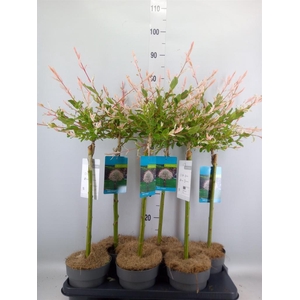 Salix integra 'Hakuro Nishiki'