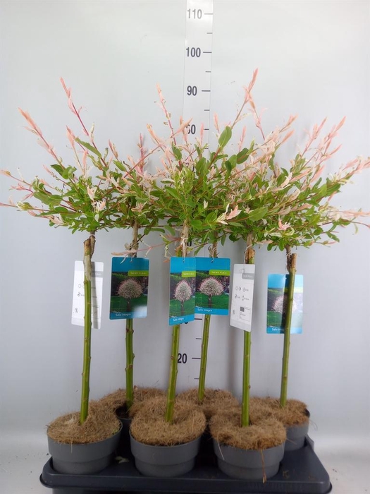 <h4>Salix integra 'Hakuro Nishiki'</h4>