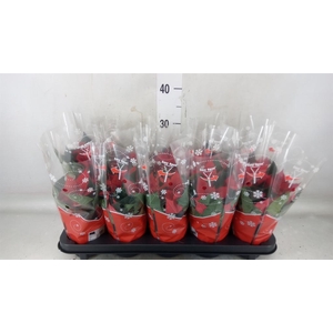 Euphorbia pulc. 'Christ Universe'