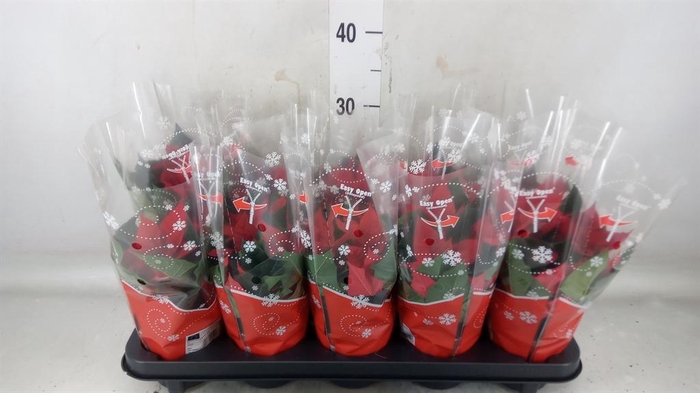 <h4>Euphorbia pulc. 'Christ Universe'</h4>